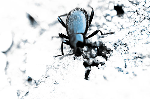 Beetle Beside Dirt Hole (Blue Tone Photo)