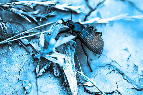 Beetle Searching Dry Land For Food (Blue Tone Photo)