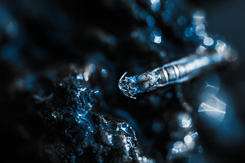 Bent Antenna Larva Slithering Across Soaked Rock (Blue Tone Photo)