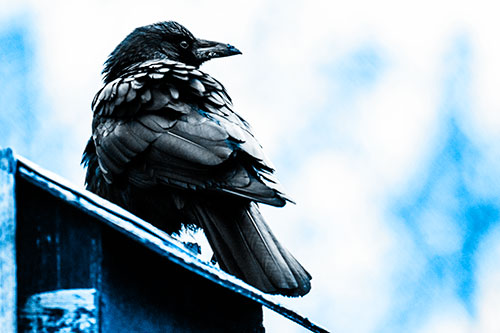 Big Crow Too Large For Bird House (Blue Tone Photo)