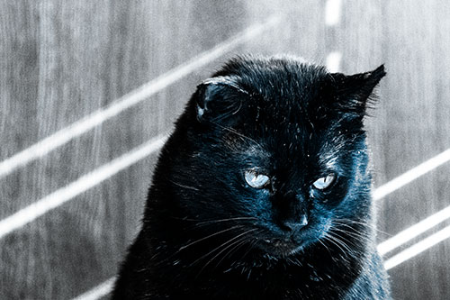 Black Cat Looking Downwards Among Sun Rays (Blue Tone)