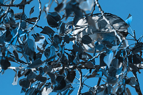 Black Crowned Night Heron Hiding Among Leaves (Blue Tone)