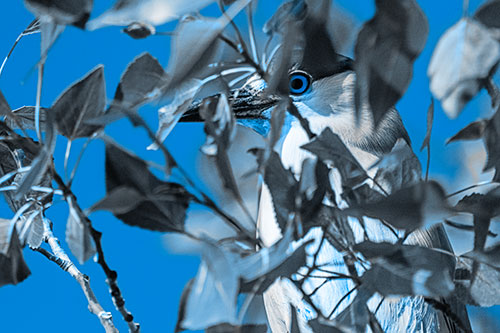 Black Crowned Night Heron Keeping Watch Among Leaves (Blue Tone)