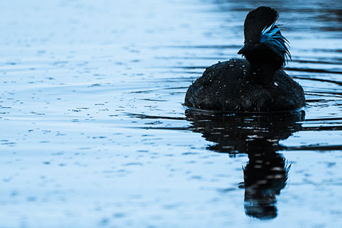 Black Necked Eared Grebe Floating Atop Lake (Blue Tone)