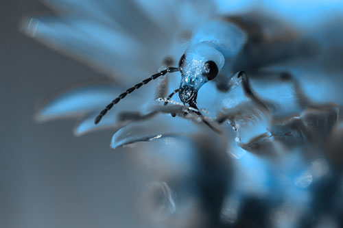 Blister Beetle Feasts Atop Gumplant Flower (Blue Tone)