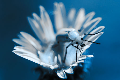 Blister Beetle Guards Gumplant Flower (Blue Tone)