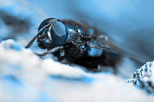 Blow Fly Resting Among Sloping Tree Bark (Blue Tone Photo)