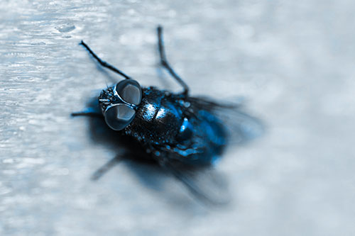 Blow Fly Spread Vertically (Blue Tone)