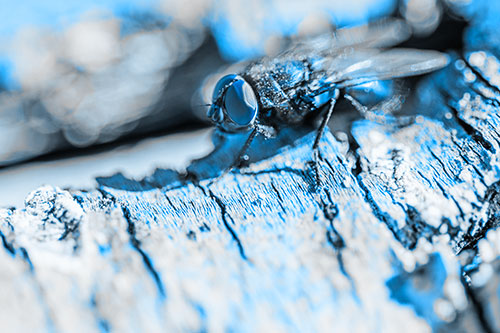 Blow Fly Standing Atop Broken Tree Branch (Blue Tone Photo)