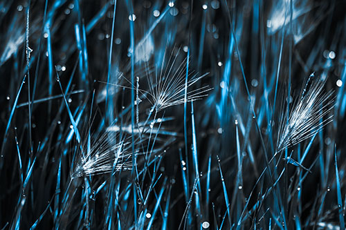 Blurry Water Droplets Clamp Onto Reed Grass (Blue Tone Photo)