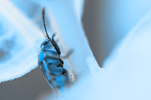 Boxelder Beetle Crawling Up Plant Stem (Blue Tone Photo)