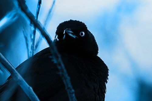 Brewers Blackbird Keeping Watch (Blue Tone Photo)