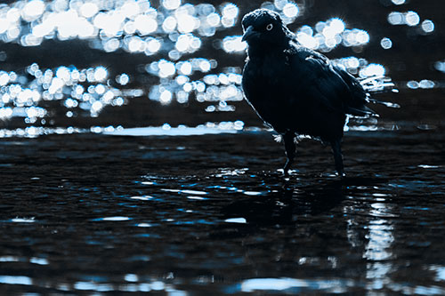 Brewers Blackbird Watches Water Intensely (Blue Tone Photo)