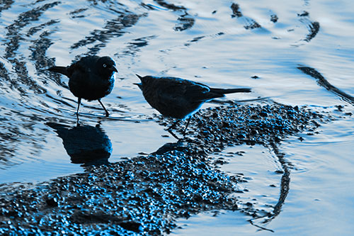 Brewers Blackbirds Feeding Along Shoreline (Blue Tone Photo)