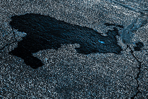 Bunny Rabbit Pavement Puddle Figure Formation (Blue Tone)