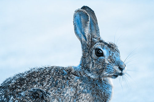 Bunny Rabbit Taking Gander Around Park (Blue Tone)