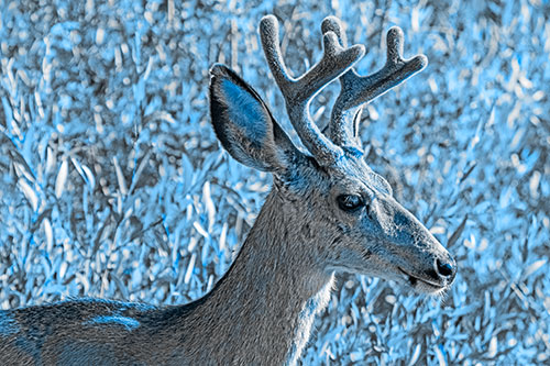 Calm Mule Deer Casually Wandering Around Vegetation (Blue Tone)