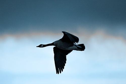 Canadian Goose Flying Among Sunrise (Blue Tone Photo)
