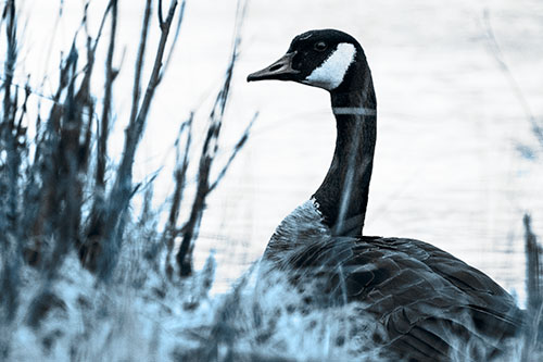 Canadian Goose Hiding Behind Reed Grass (Blue Tone Photo)