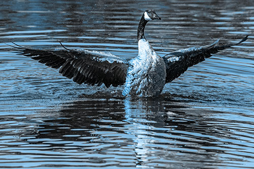 Canadian Goose Spreads Wings Among Lake Top (Blue Tone)