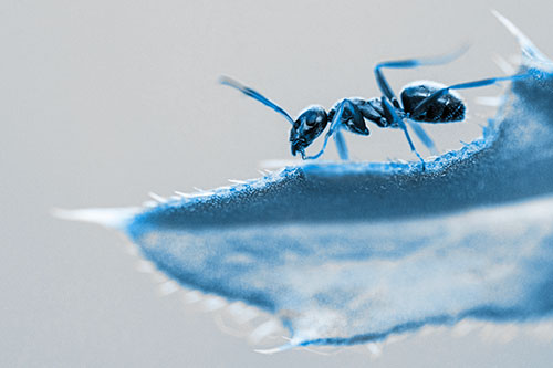 Carpenter Ant Crawls Across Spiky Thistle Leaf (Blue Tone)