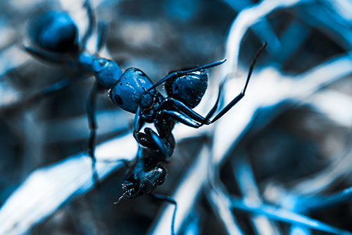 Carpenter Ant Uses Mandible Grips To Haul Dead Corpse (Blue Tone Photo)