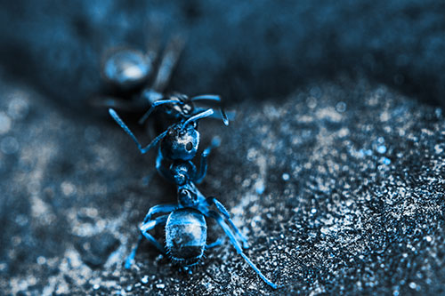 Carpenter Ants Battling Over Territory (Blue Tone Photo)