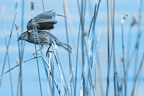 Cattail Jumping Female Red Winged Blackbird (Blue Tone)