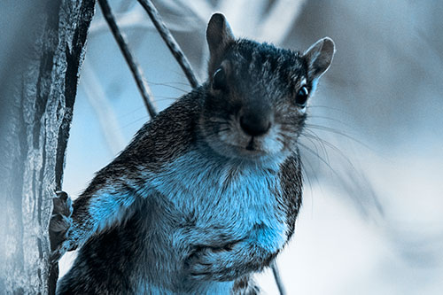 Chest Holding Squirrel Leans Against Tree (Blue Tone Photo)