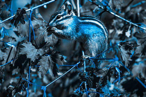 Chipmunk Feasting On Tree Branches (Blue Tone Photo)
