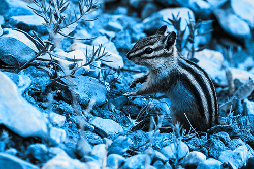Chipmunk Ripping Plant Stem From Dirt (Blue Tone Photo)