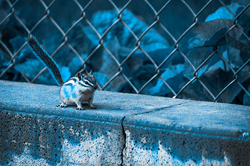 Chipmunk Walking Along Wet Concrete Wall (Blue Tone Photo)