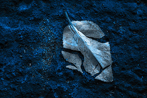 Chipped Leaf Face Rests Atop Pavement (Blue Tone)