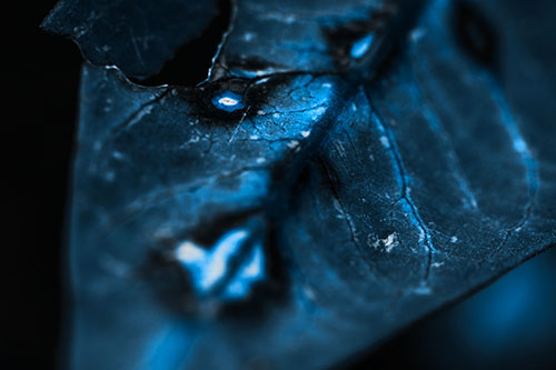 Chipped Vein Decaying Leaf Face (Blue Tone Photo)