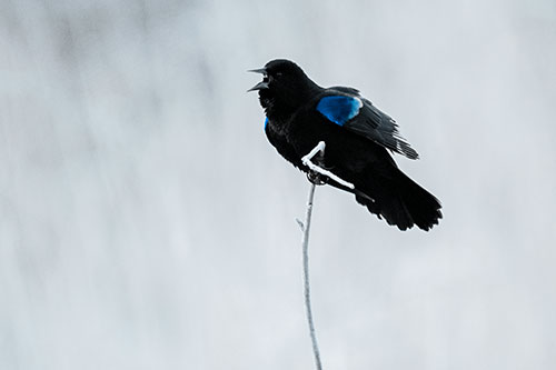 Chirping Red Winged Blackbird Atop Snowy Branch (Blue Tone Photo)