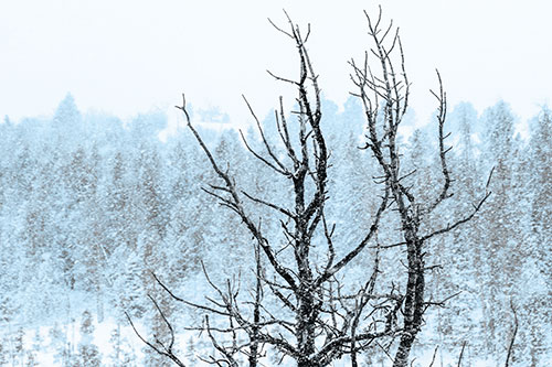 Christmas Snow On Dead Tree (Blue Tone Photo)