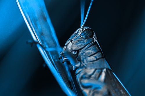 Climbing Grasshopper Crawls Upward (Blue Tone Photo)