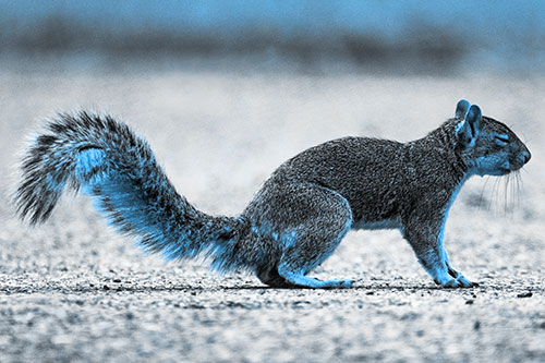 Closed Eyed Squirrel Meditating (Blue Tone Photo)