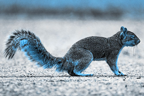 Closed Eyed Squirrel Meditating (Blue Tone)