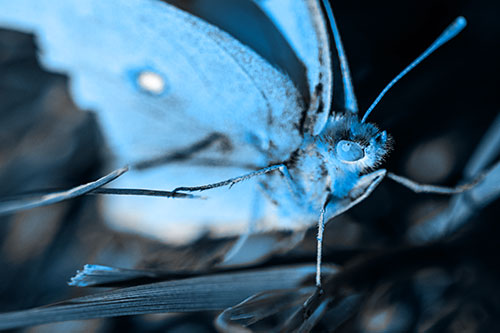 Cloudless Sulphur Butterfly Taking Stance (Blue Tone)