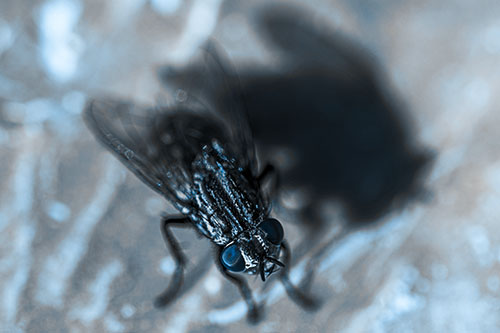 Cluster Fly Casting Shadow Among Sunlight (Blue Tone Photo)