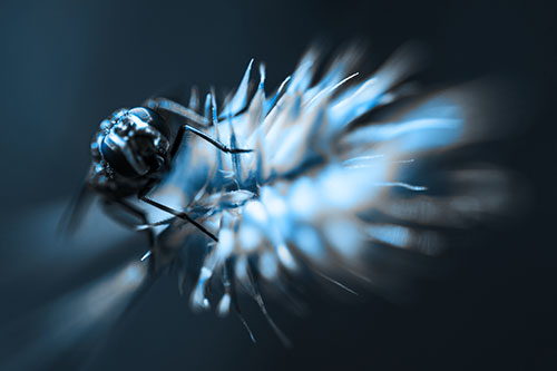 Cluster Fly Rides Plant Top Among Wind (Blue Tone Photo)