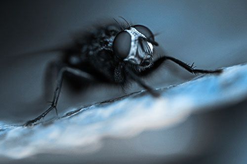 Cluster Fly Standing Atop Dead Sloping Autumn Leaf (Blue Tone Photo)