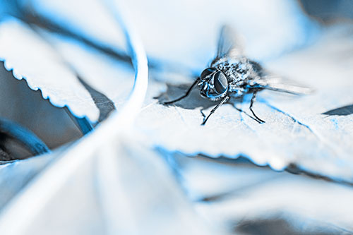 Cluster Fly Standing Atop Stacked Intersecting Leaves (Blue Tone)