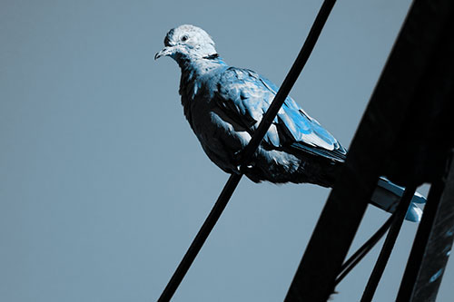Collared Dove Perched Atop Wire (Blue Tone Photo)