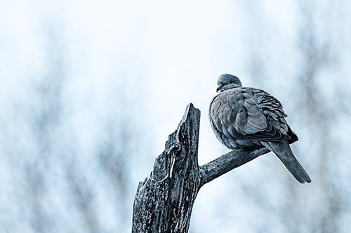 Collared Dove Sitting Atop Broken Tree (Blue Tone)