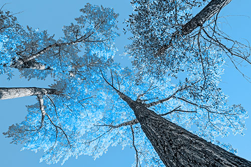 Colorful Towering Autumn Trees Among Clear Sky (Blue Tone)