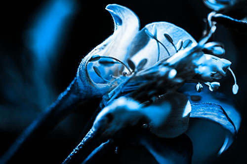 Columbine Flower Face Embracing Sunlight (Blue Tone)