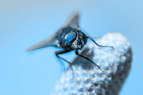 Confused Blow Fly Tilts Head Atop Coneflower (Blue Tone)