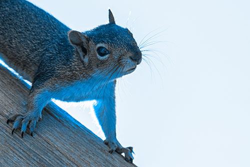 Confused Head Tilting Squirrel Standing Along Wooden Pole (Blue Tone)